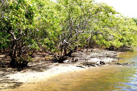 Vegetação dos manguezais em Tibau do Sul - Foto: Priscilla Silveira (Licença-cc-by-sa-2.0)