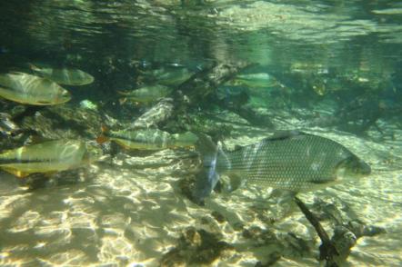 Rio da Prata, aguas cristalinas repletas de peixes - Foto: Daniel Francisco Madrigal Moller (Licença-cc-by-sa-3.0)