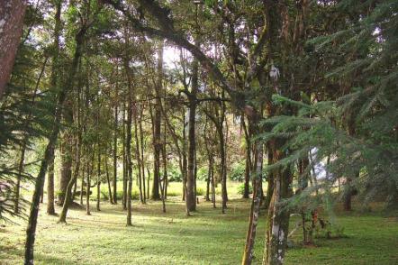 Áreas verdes em Sao Bento do Sul - Foto: Herrstahlhoefer (Licença-Dominio publico)