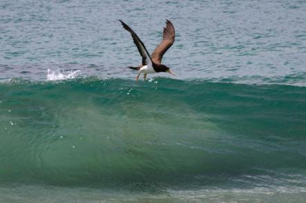 Pássaros pescando - Foto: Hans Von Manteuffel