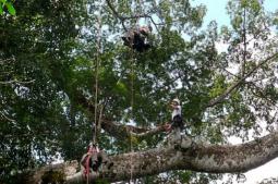 Arvorismo em Presidente Figueredo-Am - Foto: Reprodução Amazon Tree Climbin